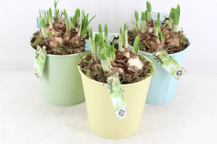 <h4>arr4 Narcis JS - Zink emmer colour mix x6</h4>