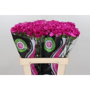 Dianthus St Tico Tico Violet*