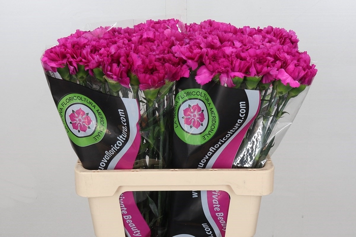 <h4>Dianthus St Tico Tico Violet*</h4>