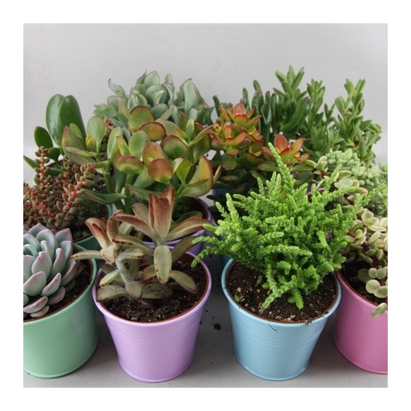 <h4>289 Coloured zink succulent 8,5</h4>