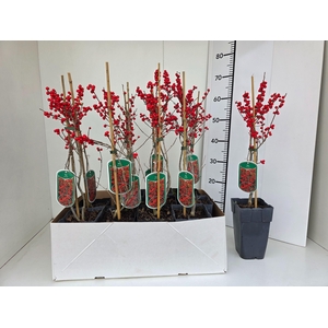 ILEX VERTICILLATA