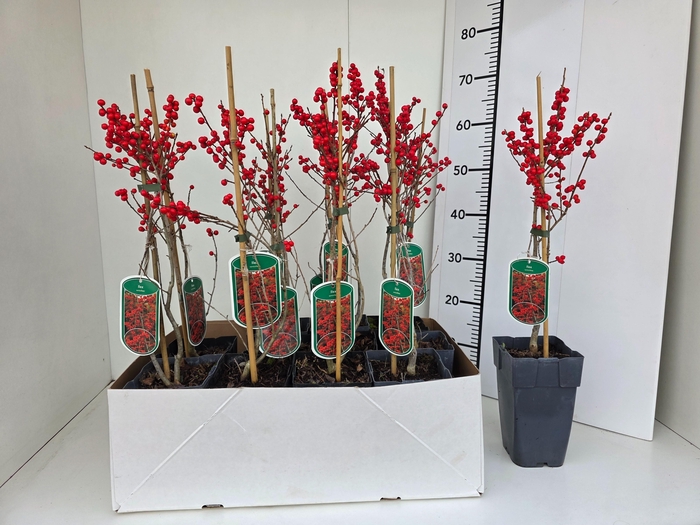<h4>ILEX VERTICILLATA</h4>