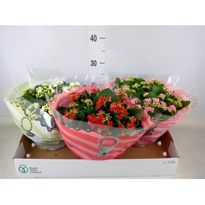 Kalanchoe blos.   ..rosebud mix  3