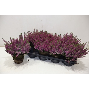 Callu Bl Lynn