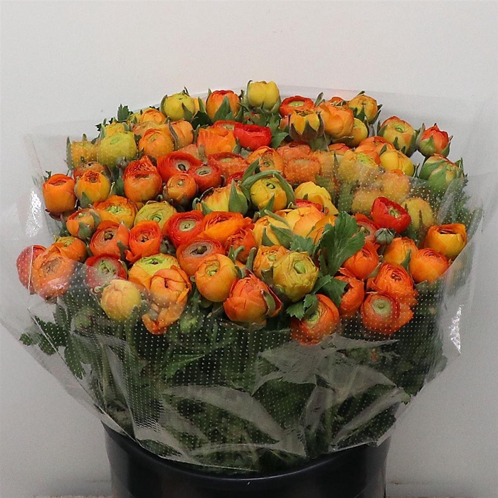 <h4>Ran El Orange Extra (sal)</h4>