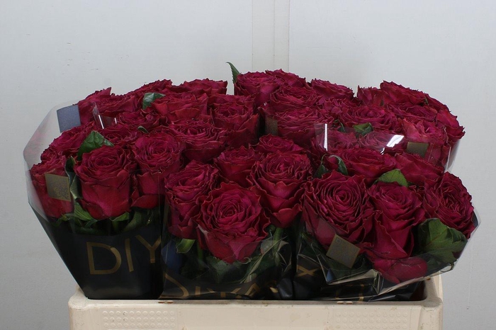 <h4>R Gr Venturoso</h4>