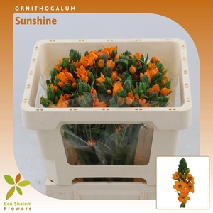 Ornithogalum Sunshine
