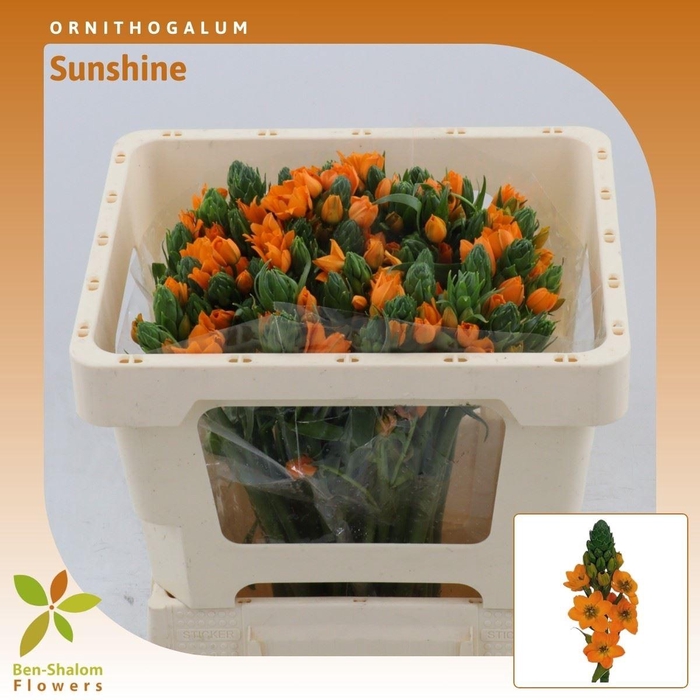 <h4>Ornithogalum Sunshine</h4>