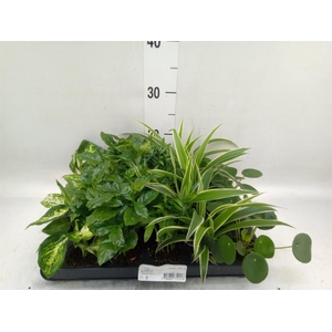 Planten Groen   ...mix  5