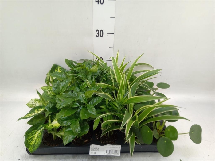 <h4>Planten Groen   ...mix  5</h4>