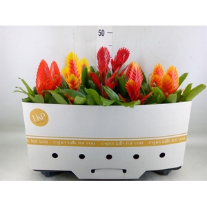 Vriesea   ...mix 8