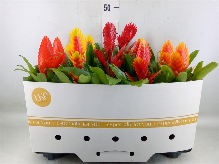 <h4>Vriesea   ...mix 8</h4>