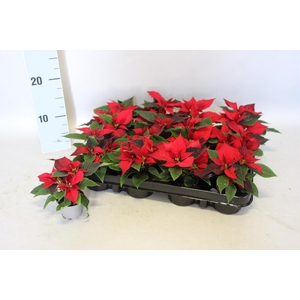 Poinsettia 6  cm Christmas Feelings® Red 2/4 kopper