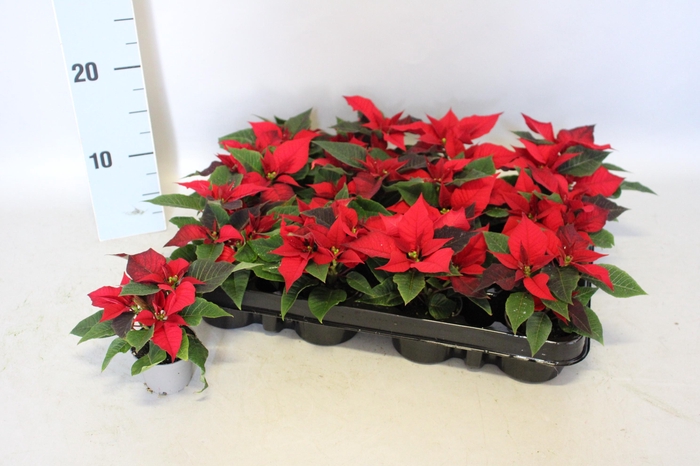 <h4>Poinsettia 6 cm Christmas Feelings® Red 2/4 kopper</h4>