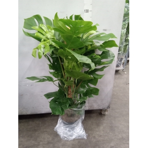 Monstera pertusum