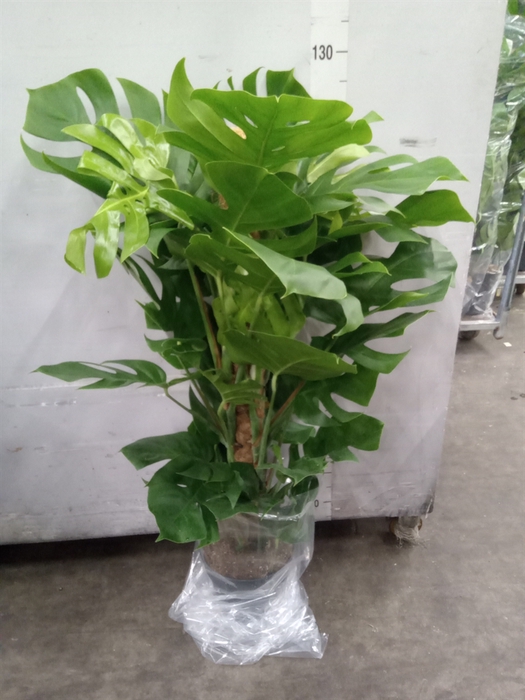 <h4>Monstera pertusum</h4>