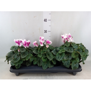 Cyclamen GR 'Halios Friola'