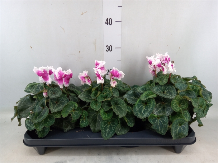 <h4>Cyclamen GR 'Halios Friola'</h4>