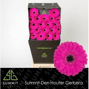 Ge Mi Anna Diamond Summit