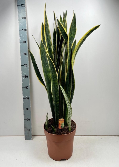 <h4>SANSEV LAURENTII</h4>