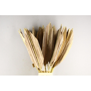 DF Leaf Banana Bambo Rib 115cm