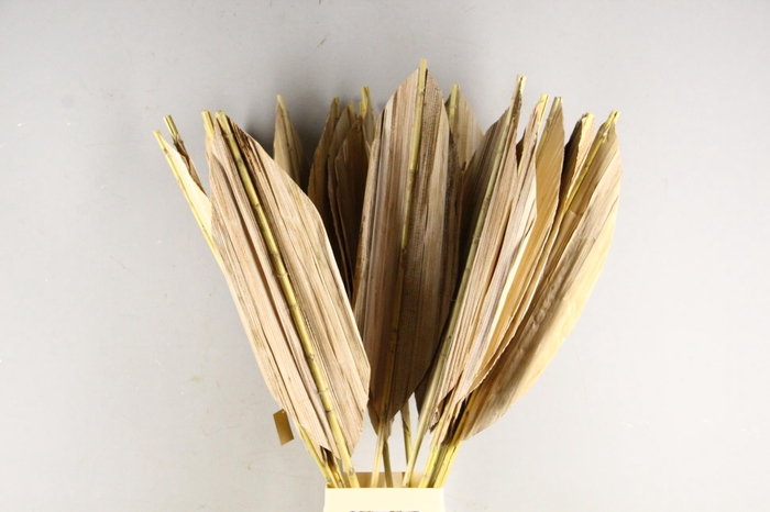 DF Leaf Banana Bambo Rib 115cm