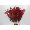 Bromelia Red Paloma
