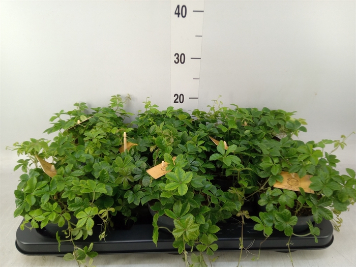 <h4>Parthenocissus  'Sugar Vine'</h4>