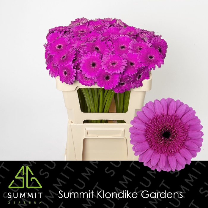 <h4>Gerbera mini Picture Perfect</h4>