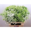 Ammi Majus Dille Wit