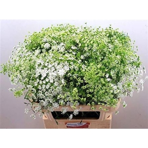Ammi Majus Dille Wit