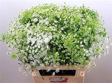 Ammi Majus Dille Wit