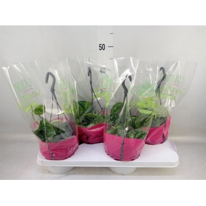 Scindapsus pictus 'Argyraeus'