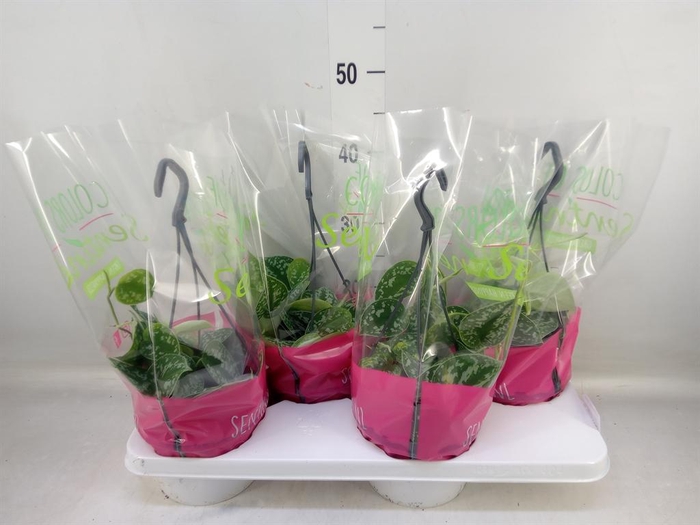 <h4>Scindapsus pictus 'Argyraeus'</h4>