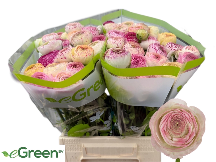 <h4>RAN AAZUR PI STRIPE</h4>