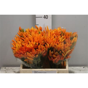 Cap Orange Fire