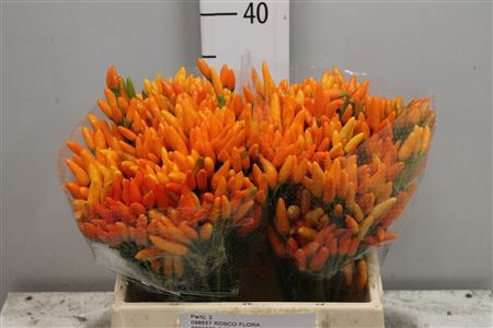 <h4>Cap Orange Fire</h4>