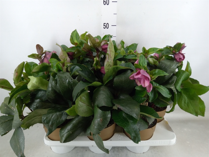 <h4>Helleborus  'Ice N Roses Early Red'</h4>