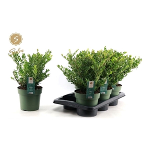 ILEX CRENATA JENNY