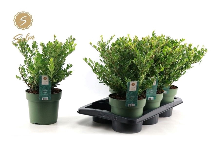 <h4>ILEX CRENATA JENNY</h4>