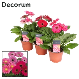 Gerbera 2+ bl. 12cm paars in hoes(diverse kleurtinten )Decorum