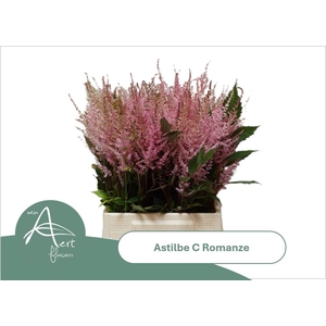 ASTIL C ROMANZE