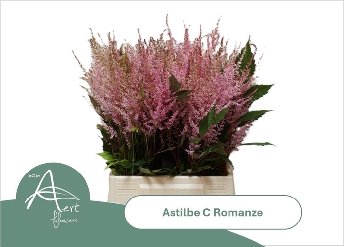 <h4>ASTIL C ROMANZE</h4>