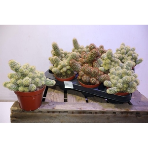 arr8 Cactus Mamm Elongata