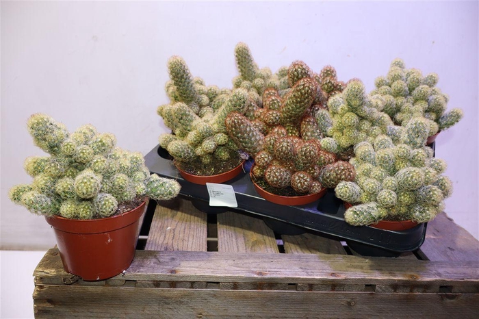 <h4>arr8 Cactus Mamm Elongata</h4>