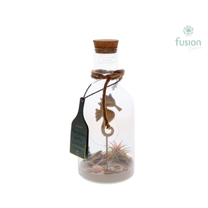 Green Bottle Fles Small Maritiem met Tillandsia Air Plants
