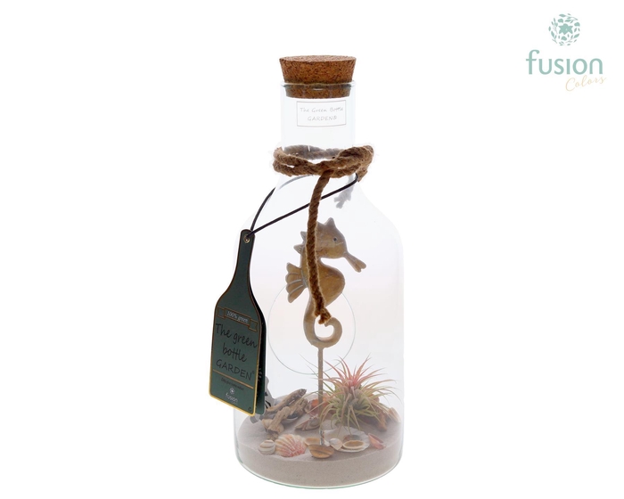 <h4>Green Bottle Fles Small Maritiem met Tillandsia Air Plants</h4>