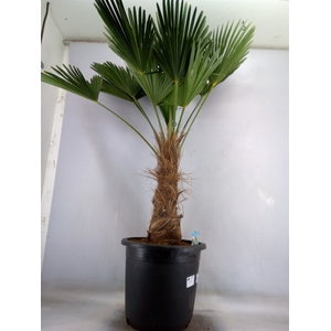Trachycarpus wagnerianus