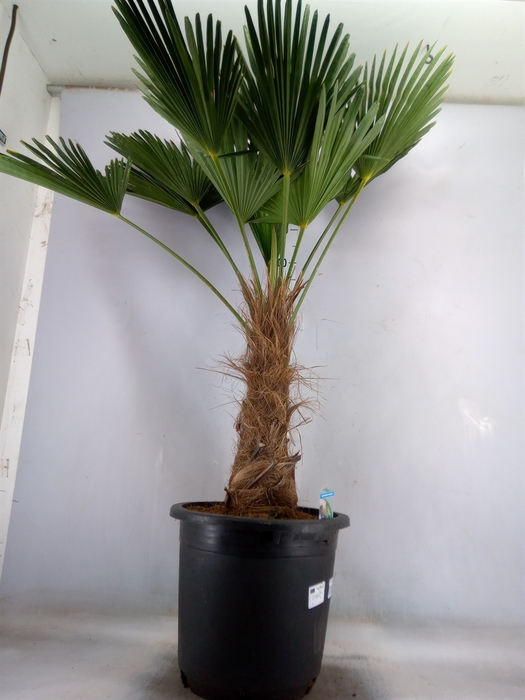 <h4>Trachycarpus wagnerianus</h4>