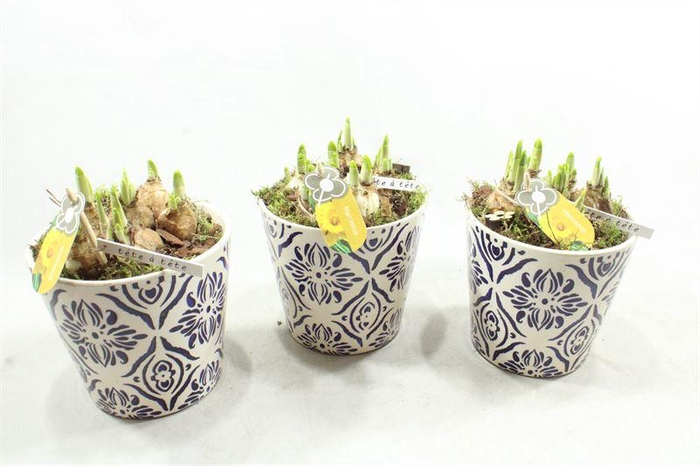 <h4>6447 RESA BLAUW-WIT TETE</h4>